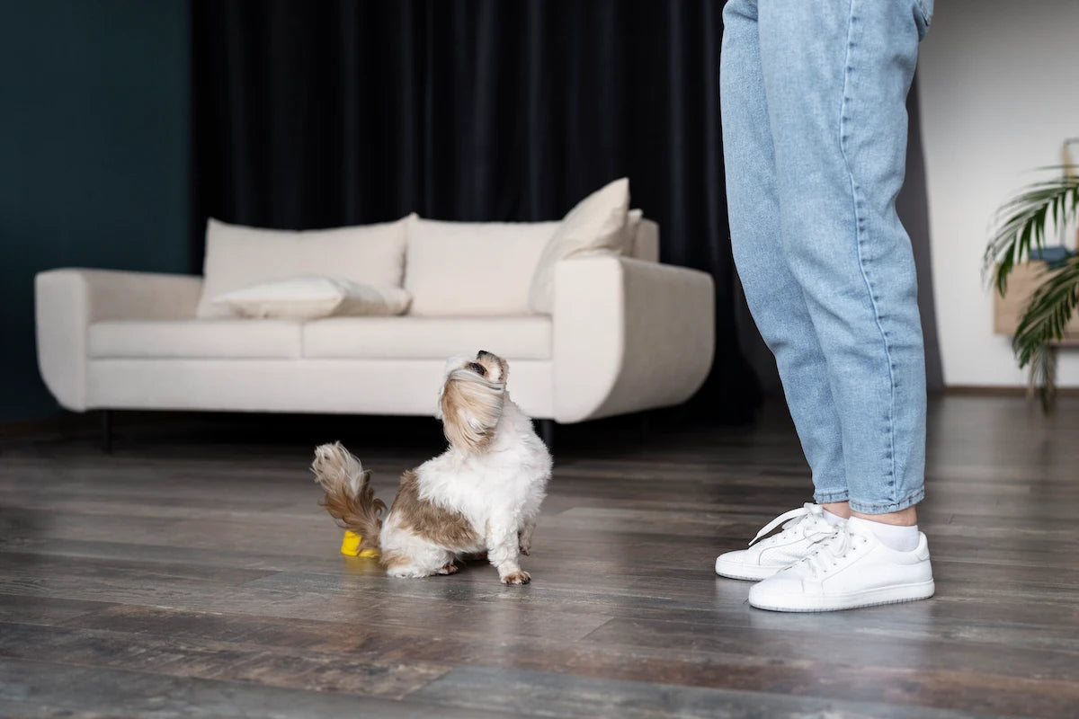 Best Pet-Friendly Flooring