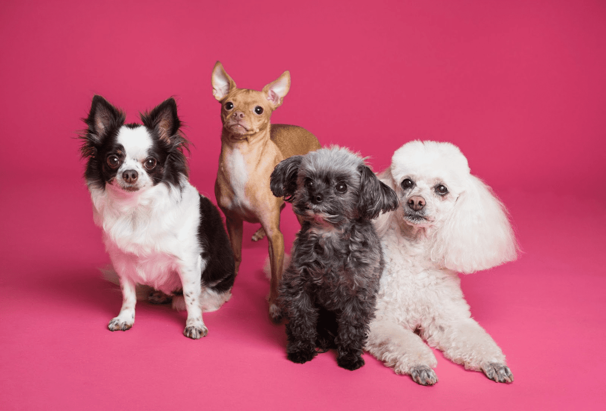 A Buyer's Guide to Find the Best Flooring for Pets