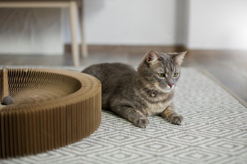 The Best Carpet for Cats, Making Them Feel at Home
