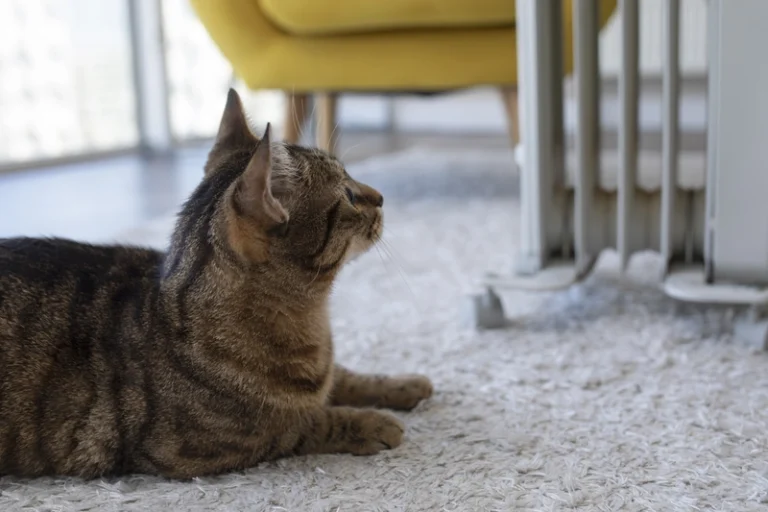 ow to stop cat scratching carpet