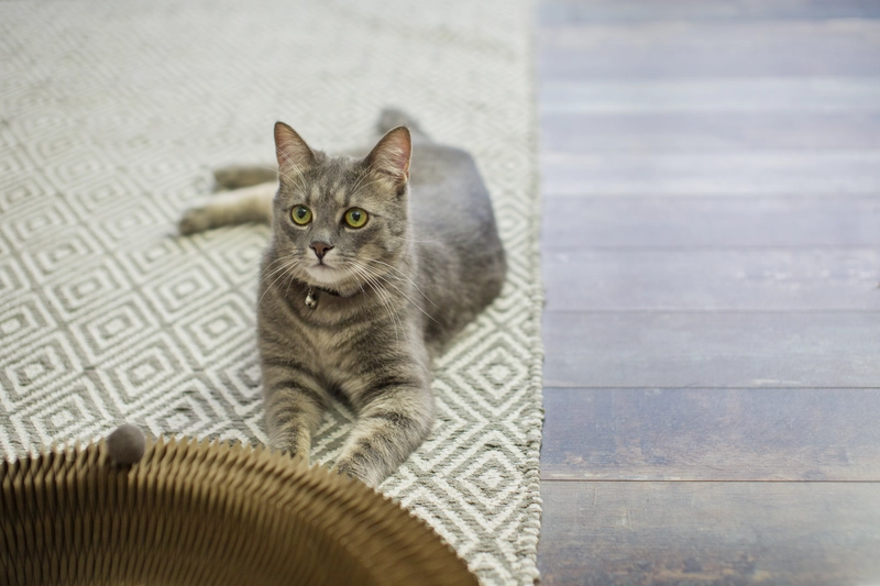 how to stop the cat from scratching the carpet