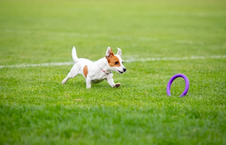 pros and cons of artificial grass for dogs