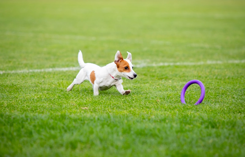 Pros and Cons of Artificial Grass for Dogs that You Should Know