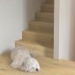 Pearl white oak extra matt1