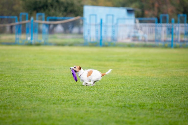 Is artificial grass too hot for dogs